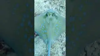 🔵Blue Spots🔵The blue spotted stingray are a common sight when diving in Asia.