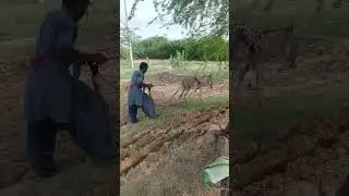 cultivate land by donkey