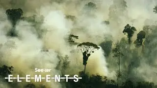 The Amazon Rainforest Doesn&rsquo;t Produce 20% of Our Oxygen, Here&rsquo;s Why