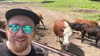 Cowbell Pom Survifern 2023 Entry Video (Rerun - Official Cowbell Music Video)