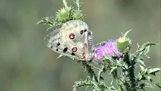 Parnassius apollo, аполлон бабочка