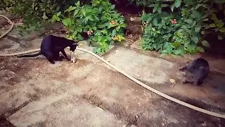 cat eating rat/mouse🐀 with another cat🙄