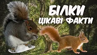 Вивірка звичайна. Цікаві факти про білок. Фауна України.