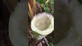 How to get water to drink in the forest #survival #camping #bushcraft #shorts #outdoors