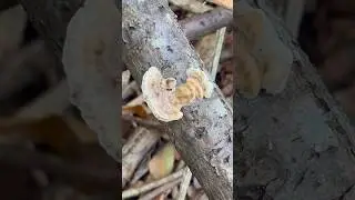 Isolated Mushroom 🍄&zwj;🟫 #shorts #solo
