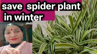 Winter mein spider plant ki dekhbhal kaise karen ll winter care spider plant ll care and tips