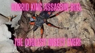 Horrid King Assassin Bug: The Coolest Insect Ever