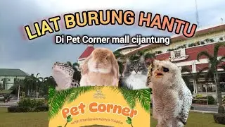 PET CORNER DI MALL CIJANTUNG ADA BURUNG HANTU ‼️ ada Ular dan kelinci juga ‼️