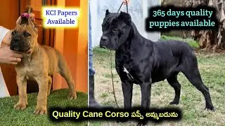 top quality Cane Corso puppy for sale in telugu/8688700445 /aj pets