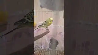 #рекомендации #madout2 #budgiegar #budgrigar #parrot #budgi #funny #budgis #pets