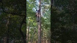 MobileSnyper Full Climb to 18ft with full platform ready to hunt