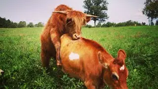 WHY ARE WE CROSS BREEDING COWS?