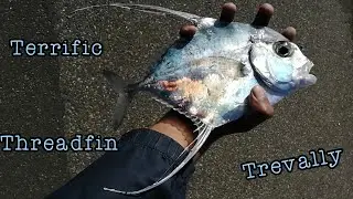 The Notorious North Pier Pt. 3: Terrific Threadfin Trevally