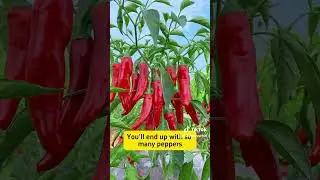 Pinch Your Pepper Plants for Bigger Harvests! 🌱🌶️ #trending #gardening #shorts #viralvideo