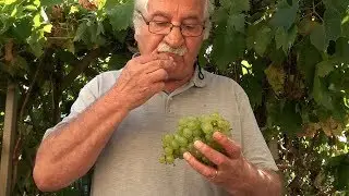 JUS DE RAISIN JARDIN DU BONHEUR