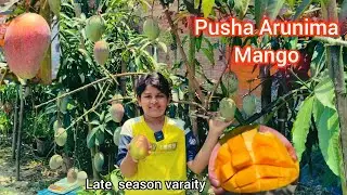 Pusha Arunima Mango || late season varaity mango || Ph -7601949430