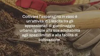 Come coltivare l'asparagina in vaso su terrazzo e balconi: consigli e trucchi