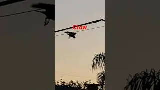 Crow flying away from a pole #crow #fly #flying #away #pole #crows #flyaway