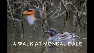 A bird walk at Monsal Dale