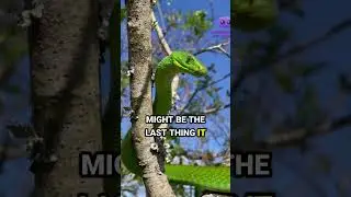 It&rsquo;s impossible to escape these 10 animals!!! #facts #animals #wildlife