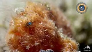 'Lembeh - Out of the Black' Ocean Geographic Pictures of the Year 2019 - Runner Up