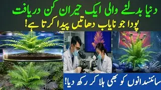 This Plant Produces Rare Earth Crystals &mdash; Scientists Shocked by New Discovery | Alret news update