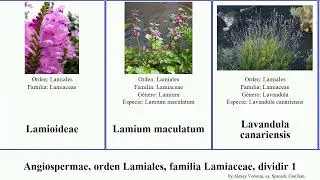 Angiospermae, orden Lamiales, familia Lamiaceae, dividir 1 leucas agastache conradina clinopodium