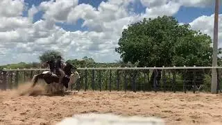 Treino de vaquejada 