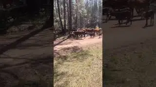 Ranching in Arizona