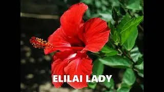Elilai Lady by Marino Kintaro