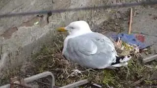 Nesting Seagull Perplexed by Laser Pen