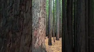 Beautiful Redwood Forest Warburton- Victoria -Australia