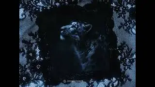 First actual transition edit | ib: @𝚠𝚎𝚜 #snowleopard #nature #cat