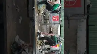 Clipping the sheep