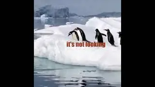 Black Penguin