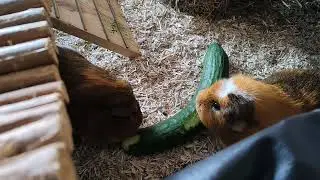 Cute Guinea pigs munching a refreshing cucumber 🥒