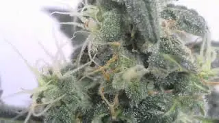 Time lapse Indoor Cannabis LED 05/27/202 to-06/05/2024