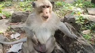 Wildlife monkeys in Amber troop - Wildlife Animal 579