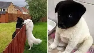 cats and dogs sleeping face to face