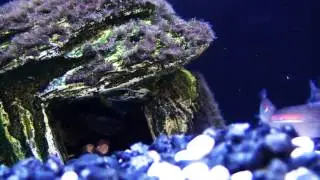 Species Spotlight - Balloon Red Eye Tetra- Episode 16