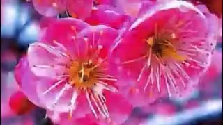 #Shorts PLUM BLOSSOM Free Techniques and Tips on Flowers & More Ideas
