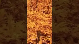 Weed grow op in colorado