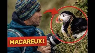 Les Macareux Moines d'Islande - Entre Ciel et Mer