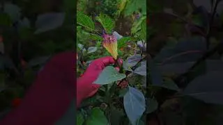 The night-blooming secret. Datura's delicate, fragrant mystery is truly captivating. #viral #datura