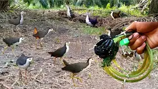 Bird Hunting Without Modern Tools &ndash; Survival Skill! #The_Bird_Kingdom
