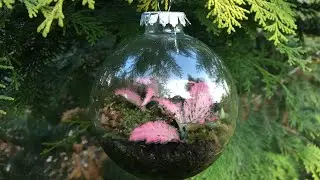 🌿 Plant Christmas Ornaments ~ Air Plants ~ Fittonia ~ Polka Dot Plant ~ Y Garden 🌿