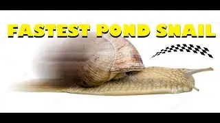 FASTEST POND SNAIL | Typical pond snail moving faster than imagined 2020