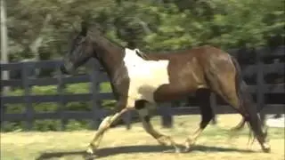 Lapela LJ