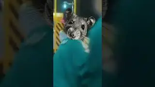 rat game #memes #meme #squidgame #fyp #shorts #viral