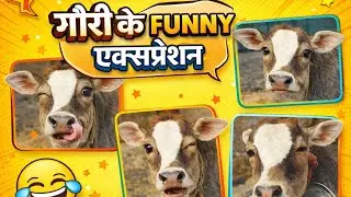  &diams;️GAURI KA PYARI PYARI MASTI KE PAL&diams;️ #cow #comedy #shorts #viral #funyycomedy #youtubeshorts 